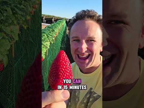 🍓 Strawberry Picking in Orange County California