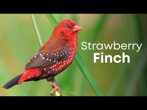 Strawberry Finch Song - Sound of Nature🌿