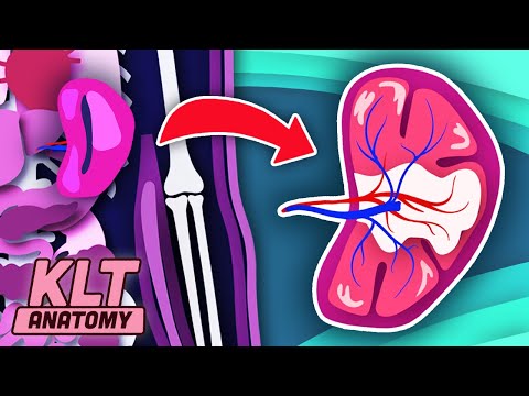 I Am Your Spleen! | KLT Anatomy