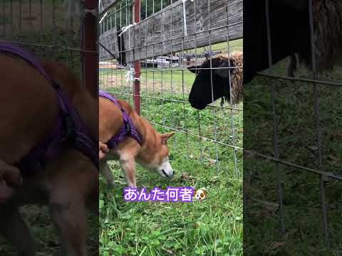 羊🐏さんと挨拶しみた登山犬あおい🤭お好みじゃないみたい🤣