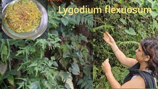 Omelette from Lygodium  flexuosum.