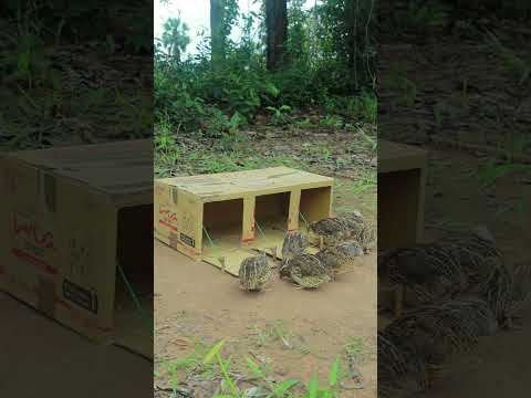 Amazing DIY and Creative Technique Quail Trapping Effective Using Cardboard Box #animaltrap #shorts