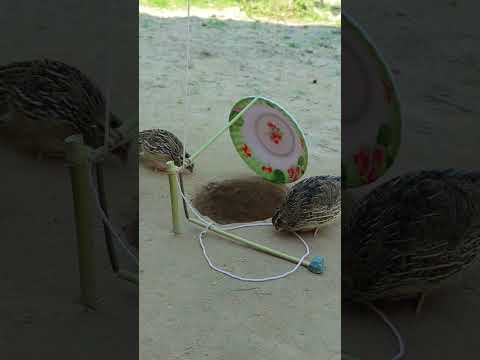 Technique and Unique DIY Quail Trap #youtubeshorts #shorts #techniqueuniquetrap