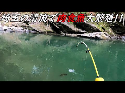 埼玉の清流で肉食魚が大繁殖！！