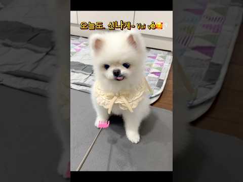 #머리어깨무릎발 #pomeranian #Cúncondễthương#강아지