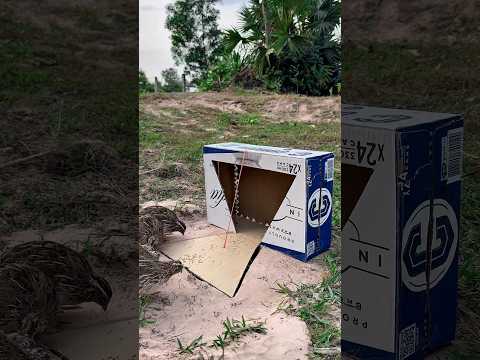 Really Easy Quick Quail Trap #shorts