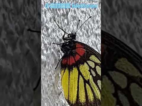 牆上的蝴蝶 Butterfly on the wall mhp3417 dec2023