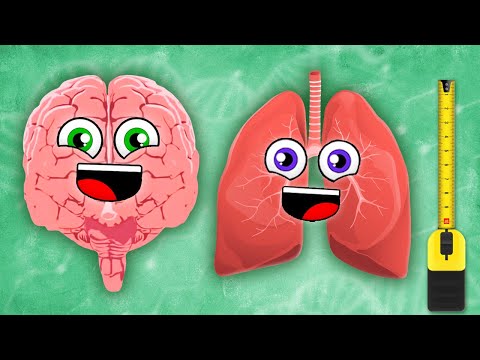 The Largest Organs In YOUR Body! | KLT Anatomy