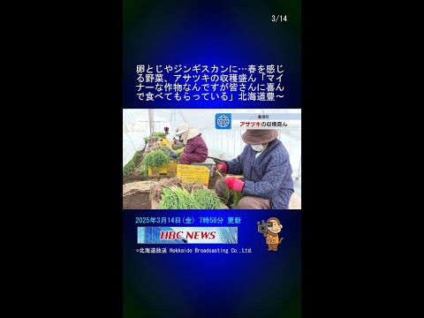 卵とじやジンギスカンに…春を感じる野菜、アサツキの収穫盛ん「マイナーな作物なんですが皆さんに喜んで食べてもらっている」北海道豊浦町 #Shorts