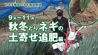 【秋冬どりネギの育て方9〜11月の管理】涼しくなったら追肥＆土寄せで秋冬年内収穫・家庭菜園・直売出荷　2～3月にセルトレイ播種→4月～5月GWに定植→秋冬年内収穫　伸ばして太らせる追肥と土寄せの技術