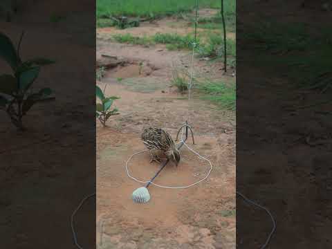 Method Quail Trapping #youtubeshorts