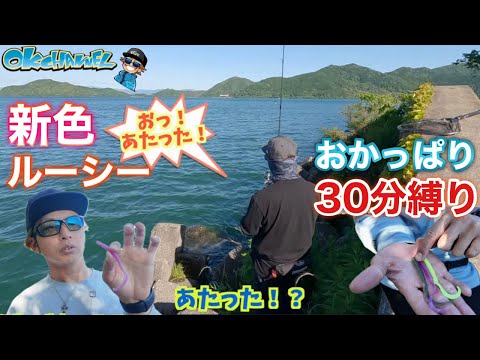 陸っぱり30分縛り‼︎ルーシー新色を投入してみると、、カラー解説と使い所も紹介【バスプロ解説】