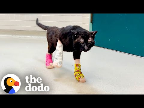 These Brave Kittens Survived The LA Fires | The Dodo