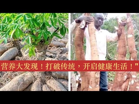 "木薯的疗愈力：探索其惊人的医疗用途！""The Healing Power of Cassava: Discover Its Amazing Medical Uses!"