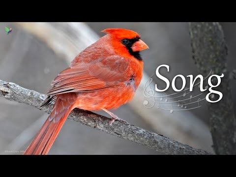 Northern Cardinal Song [Cardinalis cardinalis] Crested Redbird Call