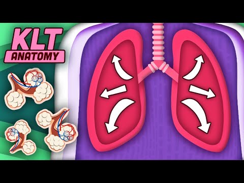 Your Lungs Help YOU Breathe! | The Lung Song | KLT Anatomy