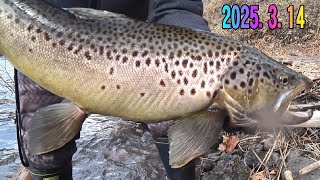 2025.3.14 Hokkaido Lure Fishing Brown Trout Appearance Lure fishing in between ice fishing on Lak...