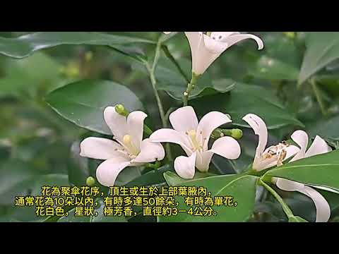 Orange jessamine 月橘／七里香 mhp3938 jul2024