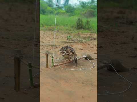 Simple Traps But very Useful in Forest #survival #ytshorts #trap