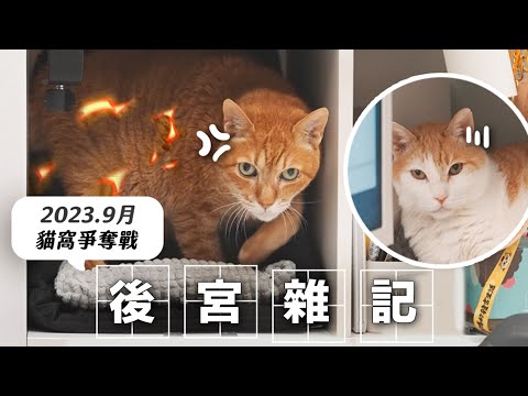 【#後宮雜記 Ep.3】貓窩爭奪戰！直接大打出手！｜2023.9月