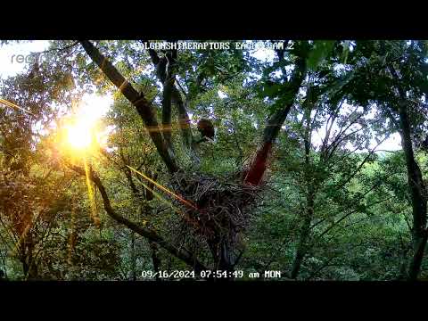 9/16/2024 An eagle arrive back at the nest