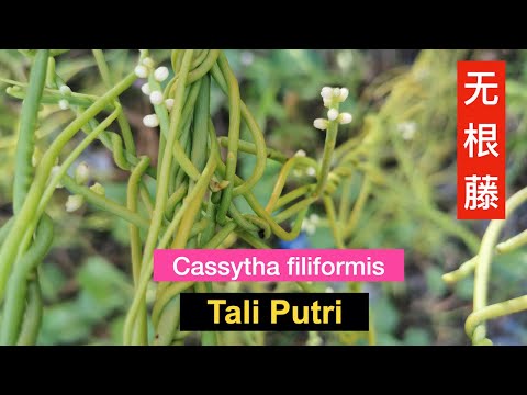 无根无叶的寄生植物（无根藤）民间俗称“吸血藤”Benefits of Cassytha filiformis。Manfaat Tali Putri #shorts