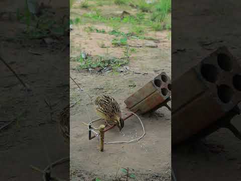 Amazing Quail Trap Creativity #youtubeshorts