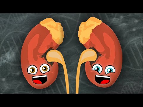 We Are Your Kidneys! | KLT Anatomy