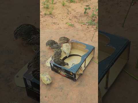 Really Creative DIY Underground Quail Trapping #shorts #ytshorts #animaltrap