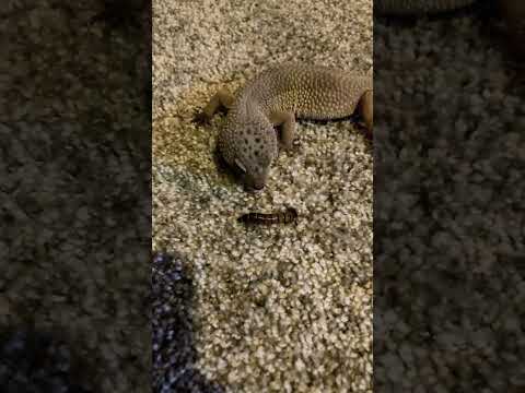 Goofy ah lizard eats worm  ￼