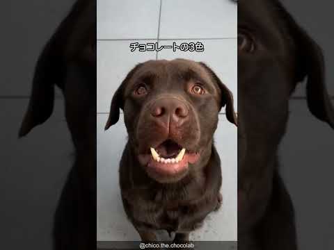 ラブラドールレトリバーの可愛すぎる解説 #shorts #labrador