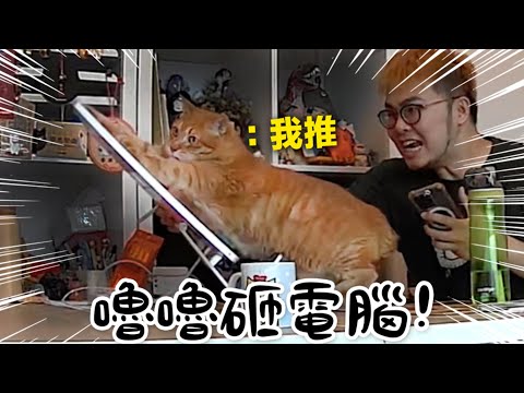 【黃阿瑪的後宮生活】嚕嚕砸電腦！