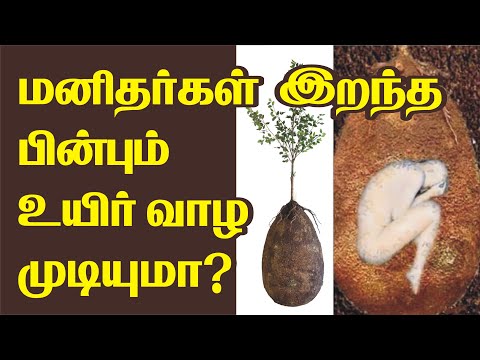 After death human will alive ? | மனிதர்கள் இறந்த பின்பு உயிர் வாழ முடியுமா? | Capsula mundi urns