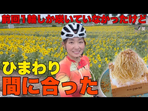 【新幹線ドクターイエロー】と見れたのか！？大垣ひまわり畑！モンブランかき氷！ロードバイク女子ゆみやみゆるぽたサイクリング！