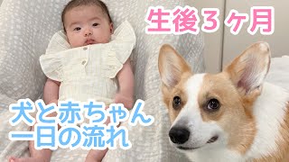 【生後3ヶ月】赤ちゃんと犬のいる暮らし1日の流れを紹介！【コーギーむぎ兄ちゃん】