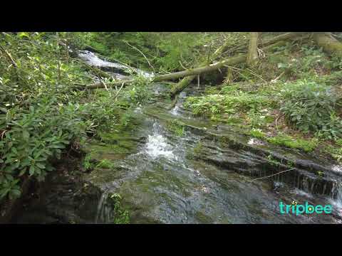 🌊Mountain Stream Meditation: 1 Hour of Relaxing Stream Sounds for Meditation, Concentration, & Sleep