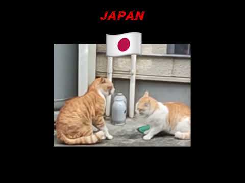 Japan vs Russia  Differences in cat fights#memes #funnyvideo