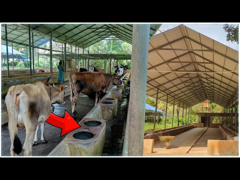 Cow Shed Plans and Designs | Attingal Farm Tourism Dairy Farm