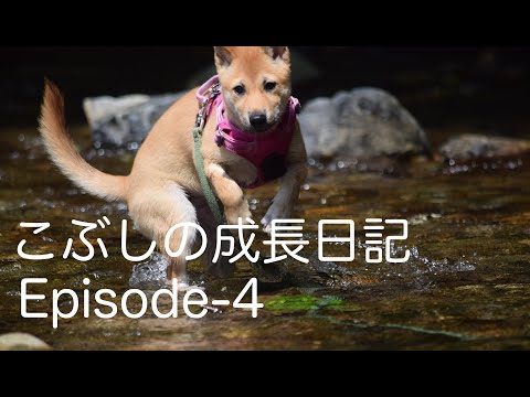 【こぶしの成長日記】Episode-4 初めての芦生🐕