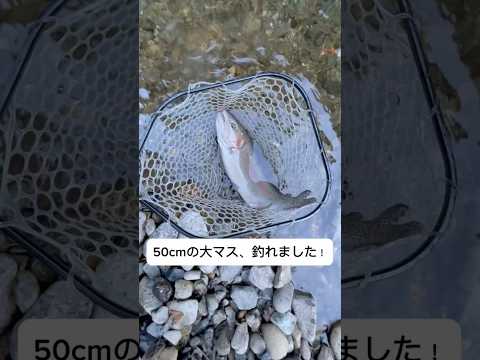 50cmの大マスを釣り上げました！#渓流釣り #管理釣り場 #ニジマス釣り #大マス #初心者釣り #家族で釣り #釣り女子 #釣り好き #釣り場スポット #釣りVlog #釣り動画 #アウトドア