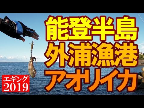 【エギング】2019年初秋！能登半島,外浦の漁港にて新子アオリイカ釣り！