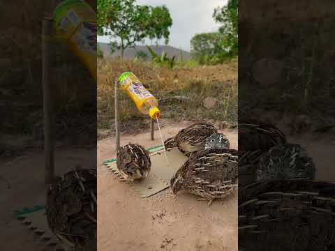 Quick DIY Quail Trap #shorts