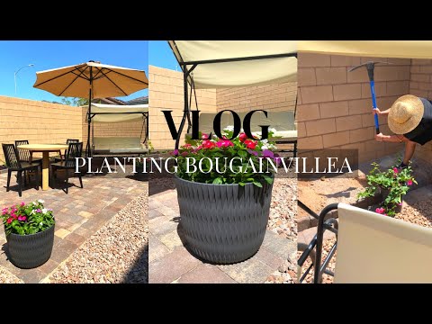 VLOG: PLANTING BOUGAINVILLEA IN BACKYARD