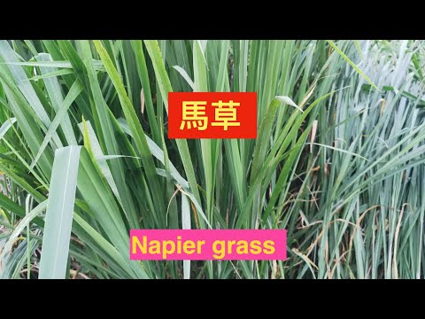 馬草的好处.Napier grass medicinal uses。 Manfaat Rumput gajah.#shorts