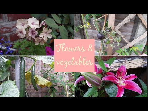 Flowers & Vegetables in the Garden ~ plus Cucumber harvest