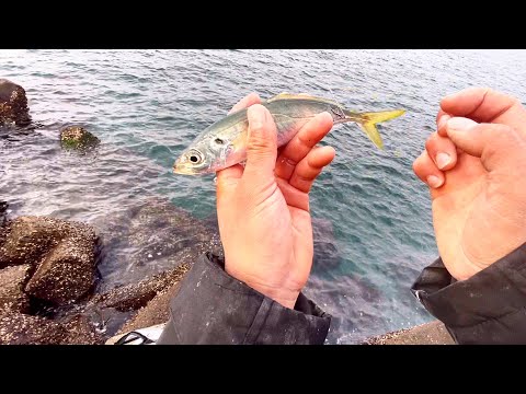 本気で高級食材を釣りたい。