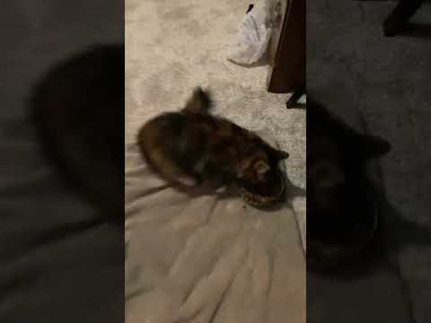 Cat eats food at the speed of light🤯