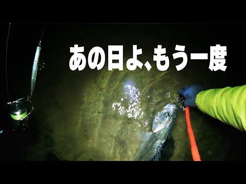 【冬シーバス❗️】あの日の釣果に “再現性” はあるのか？？ もう一度釣ってみた【三重県伊勢湾奥 厳寒期のスズキ釣り】