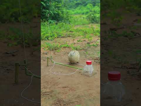 Primitive Quail Trap #shortvideo #shorts #techniqueuniquetrap