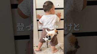 赤ちゃんに登っちゃった子猫｜PECO #子猫と赤ちゃん #子猫 #三毛猫 #子猫の鳴き声 #kittenandbaby #kitten #calico #kittenmeowing